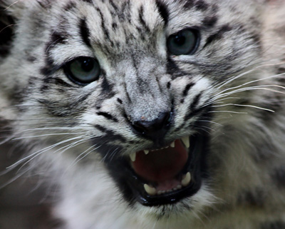snow leopard 2 photo courtesy Tiffany and Dave