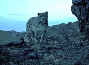 Trap Camera Image Trap Camera Image Courtesy of SLT/Panthera