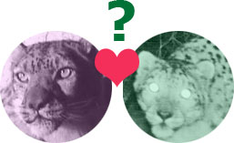 snow-leopard-love Kashaa and Tsagaan? Could it be?