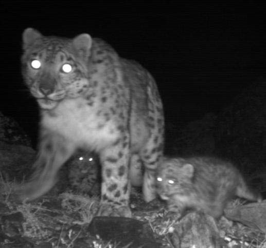 F7 with 2 cubs 2009 F8 is one of the cubs Snow Leopard Family at Dawn