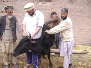 Jaffar ud Din vaccinating livestock in Chitral, Pakistan