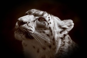 Tracey Kidston, Snow Leopard Tracey Kidston, Snow Leopard