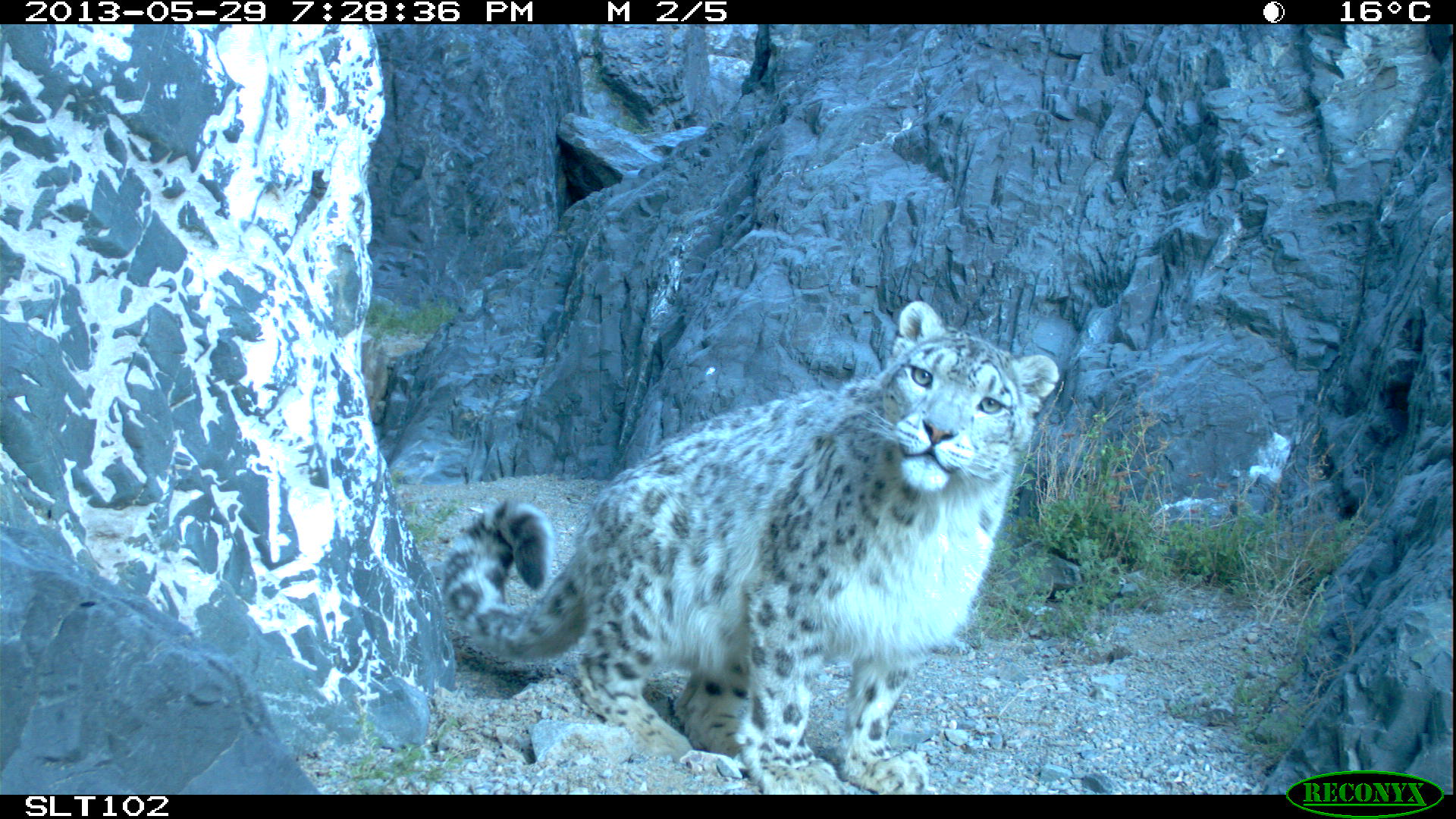 one of up to 250 snow leopards SLE is protecting in Mongolia