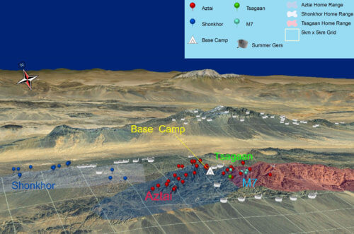 A 3d map of GPS locations for three snow leopards we tracked in Mongolia's South Gobi. Click to enlarge. Photo: Snow Leopard Trust