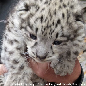 Lasya-cubs2