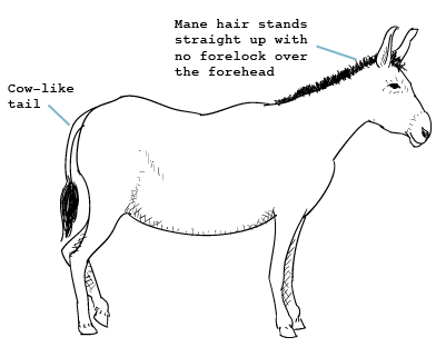 fieldguide-donkey Donkey