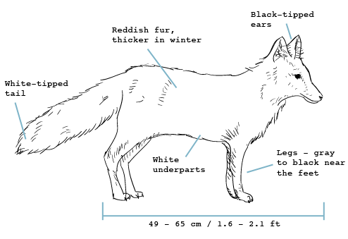 fieldguide-fox Red fox