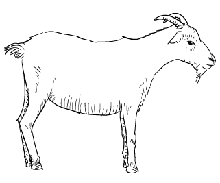 fieldguide-goat Goat