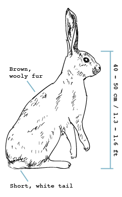 fieldguide-hare Hare