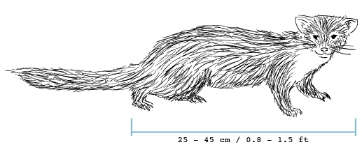 fieldguide-marten Stone marten