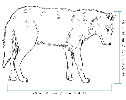 fieldguide-wolf Wolf