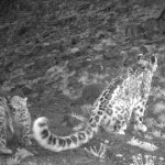 Lasya and cubs Lasya and her cubs