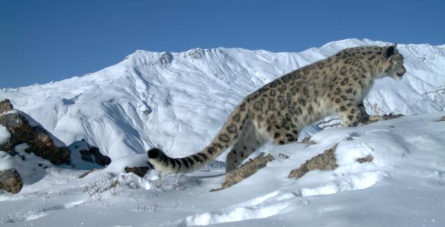 On the Lookout snow leopard in the snow