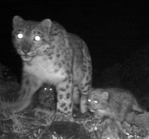 F7 with 2 cubs in 2009 Agnes and her cubs