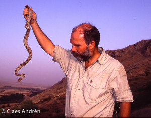 claes and snake Claes Andrén, holding a rear fanged cat snake