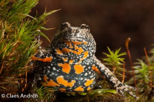 fire-bellied toad the fired-bellied toad