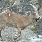 Ibex in Mongolia Ibex in Mongolia