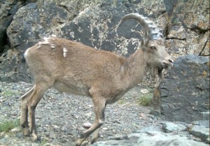Ibex in Mongolia Ibex in Mongolia