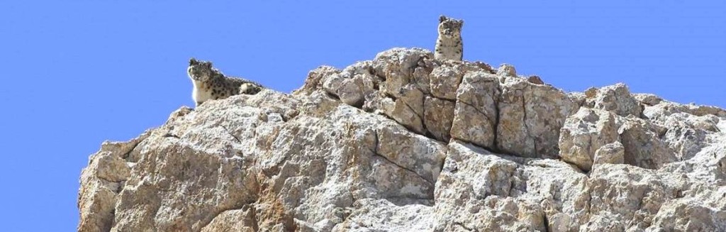Snow leopards on a cliff Snow leopards high atop a rocky outcrop in China