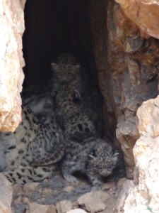 family 3 web Snow Leopard Family