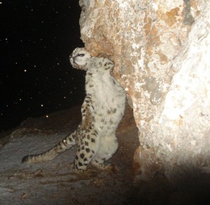 trap cam marking China a snow leopard leaving his mark in Yaqu valley