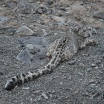 Ariun Catalina wild body by Gary Koehler Ariun