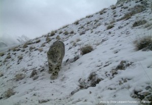 Khunjerab Cat blog 3 Snow Leopard in Khunjerab