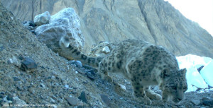 Khunjerab Cat blog A snow leopard in Khunjerab National Park