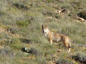Lingti wolf Wolf