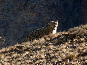P1120807 A Snow Leopard in the Sun