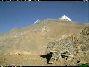 a wild snow leopard cub, caught on research camera in India