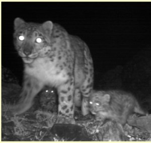 Agnes with cubs Agnes and her cubs