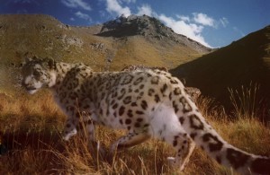 Kyrgyz Cat a wild snow leopard on the prowl
