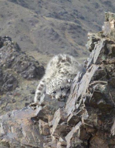 Little cub seen by Puji and Sumbee a snow leopard cub encountered by our research team in Mongolia