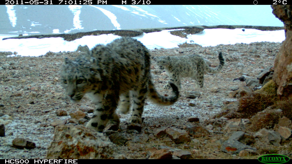 Mother and Cub, Center for Nature and Society, Peking University and Shanshui Conservation Center a snow leopard mother and her cub, China