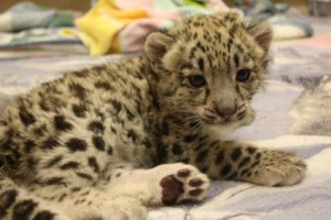Niko Niko, Tulsa's adorable cub