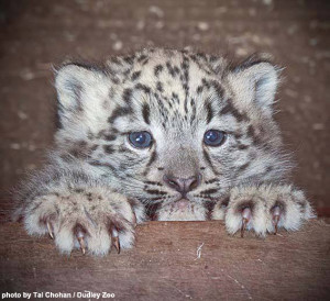 cub-X-Dudley-Zoo-Tal-Chocan Dudley Zoo's newborn cub