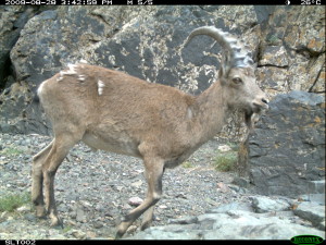 Ibex a Mongolian ibex