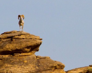 Argali