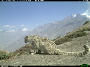 wild snow leopard in India