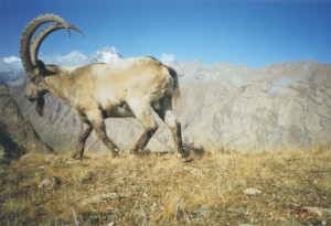 kyrgyz ibex