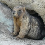 a Kyrgyz marmot