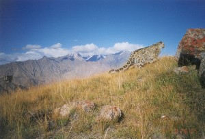 Kyrgyz snow leopard