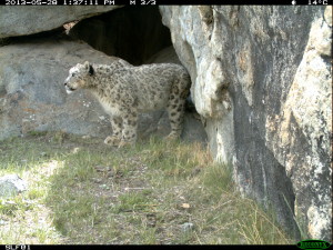 Misgar Snow Leopard