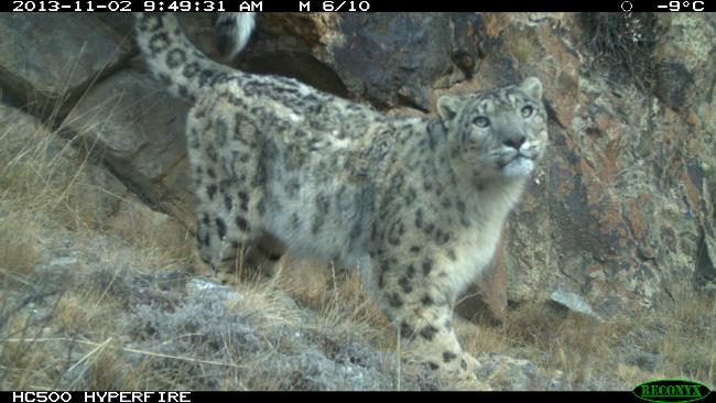 A wild snow leopard caught on camera in Kyrgyzstan in November 2013