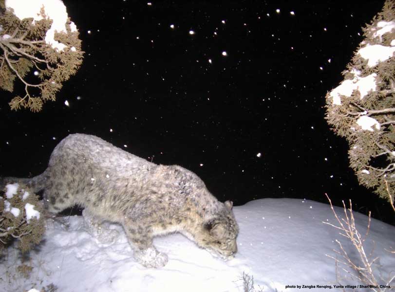 a snowy cat in China