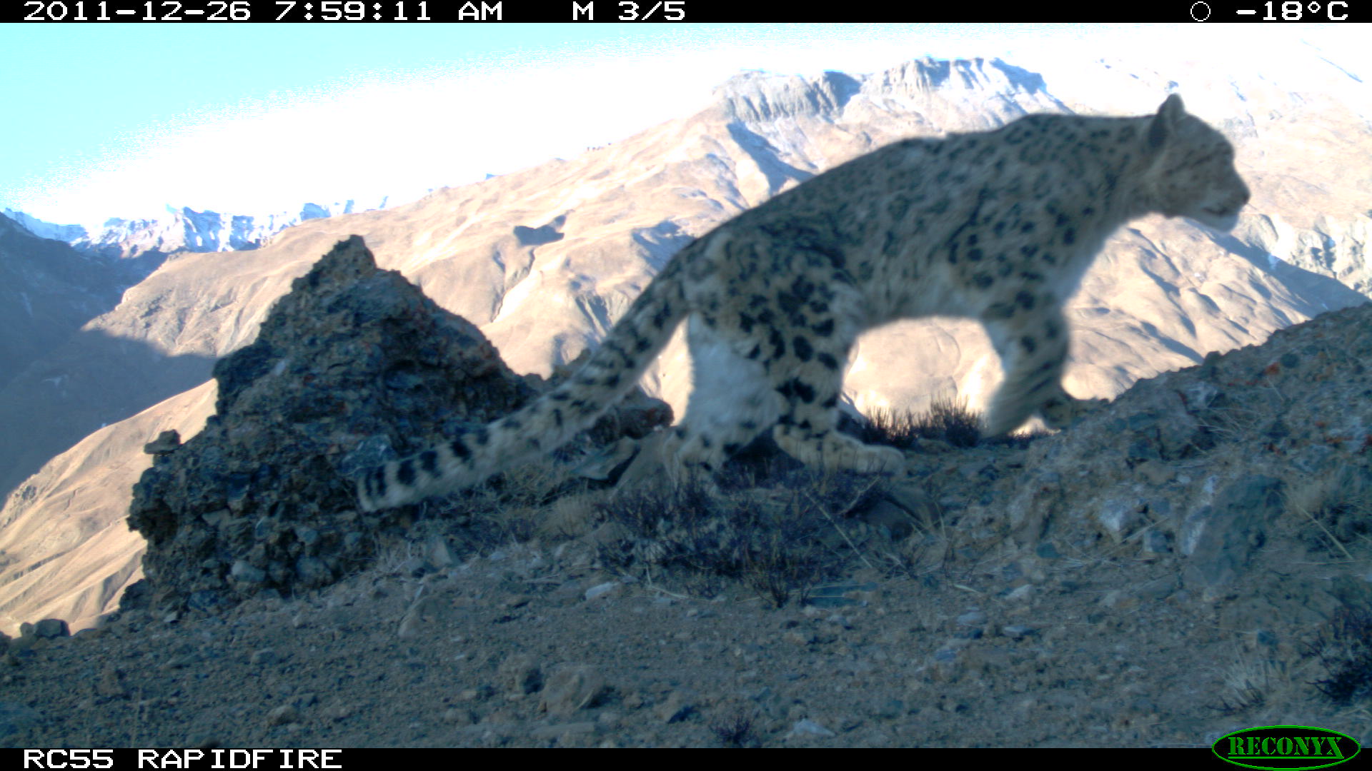 a wild snow leopard roaming the Himalayas