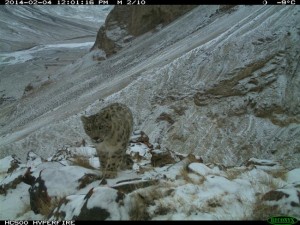 a snow leopard roaming Kyrgyzstan's Sarychat-Ertash Nature Reserve