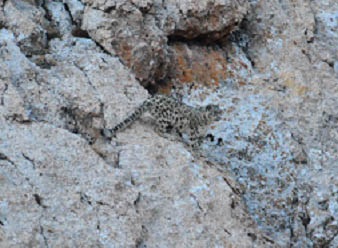 chased away by a big male cat, this cub is rushing to rejoin its mother