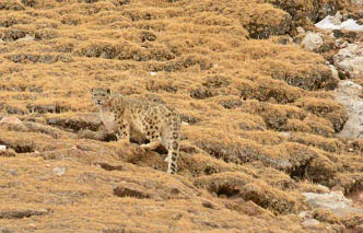 the snow leopard mother comes back for her family dinner